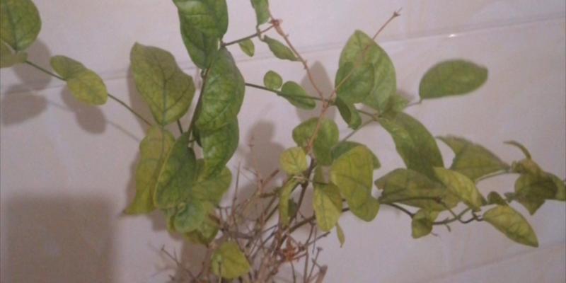 茉莉枯萎后的挽救措施是什么？