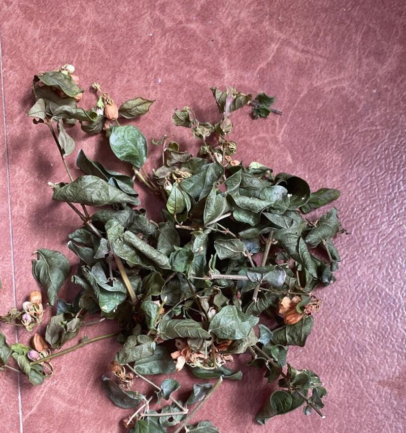 茉莉枯萎后的挽救措施是什么？