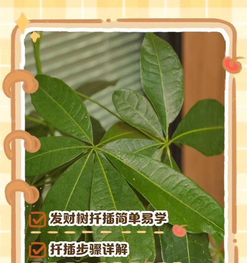 发财树扦插技巧有哪些？怎样保证扦插成功？