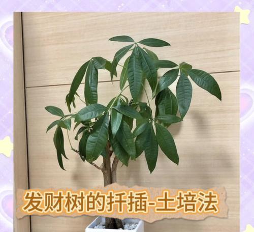 发财树扦插技巧有哪些？怎样保证扦插成功？