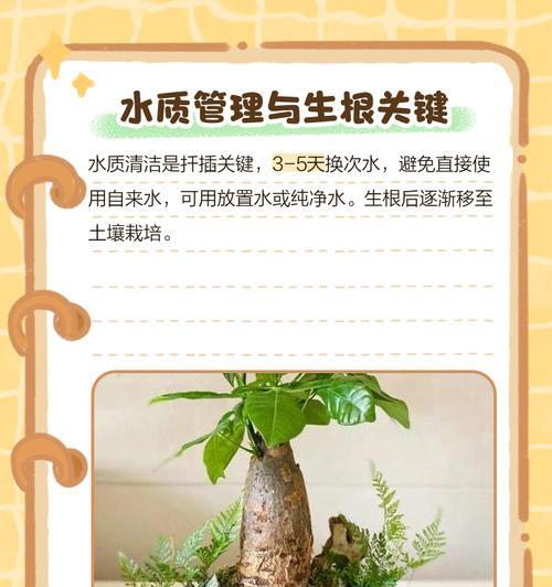 发财树扦插技巧有哪些？怎样保证扦插成功？