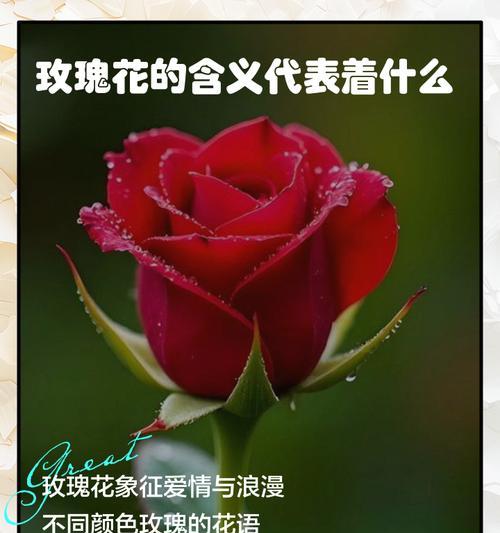 什么花象征爱情？不同花卉的象征意义是什么？
