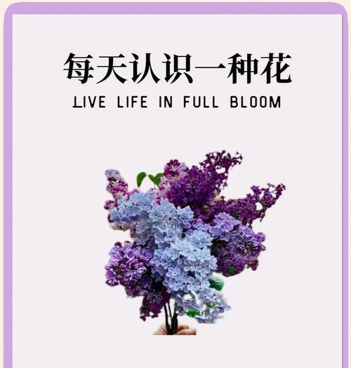 什么花象征爱情？不同花卉的象征意义是什么？