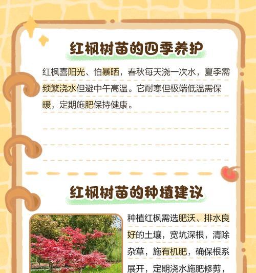 红枫的养殖方法是什么？如何让红枫叶色更加鲜艳？