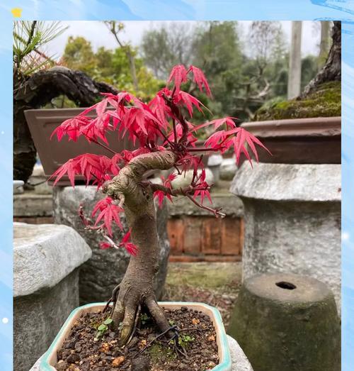 红枫的养殖方法是什么？如何让红枫叶色更加鲜艳？