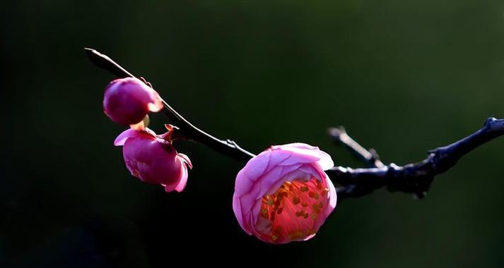 梅花养护技巧是什么？怎样让梅花花开更久？