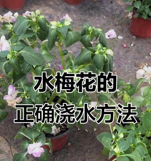 梅花养护技巧是什么？怎样让梅花花开更久？