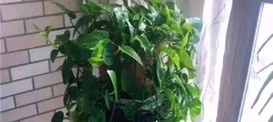 绿萝修剪的最佳时间和方法是什么？