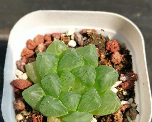 玉露植物有哪些功效和作用？