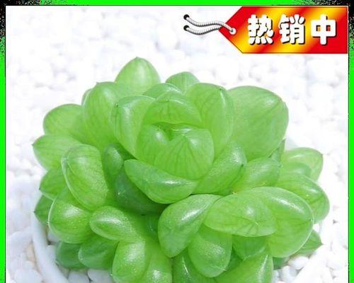 玉露植物有哪些功效和作用？