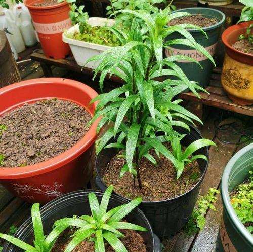 百合花怎么分株？百合花分株的正确方法是什么？