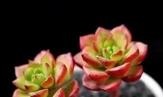 蒂亚植物的养殖技巧和常见问题是什么？