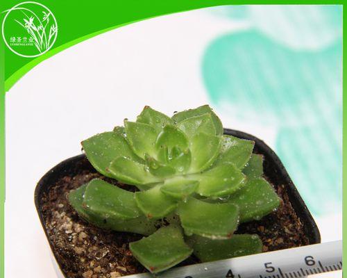 蒂亚植物的养殖技巧和常见问题是什么？