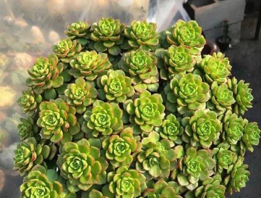 蒂亚植物的养殖技巧和常见问题是什么？