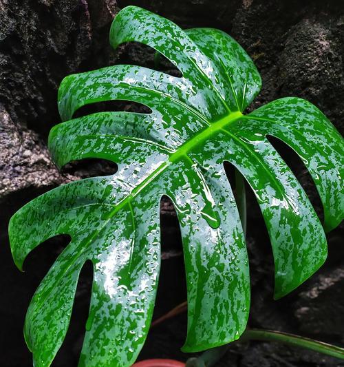 滴水观音的正确养植方法是什么？
