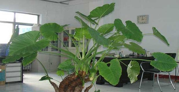 滴水观音的正确养植方法是什么？