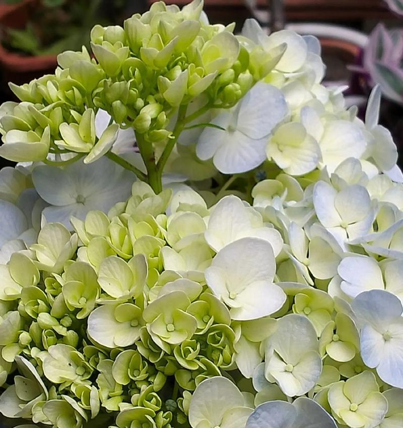 绿色花品种有哪些？如何选择适合的绿色花品种？