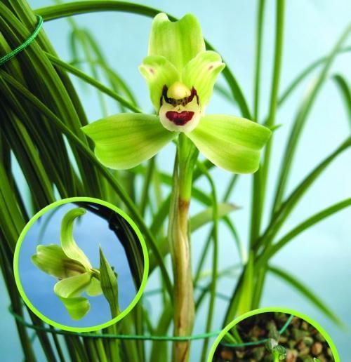 绿色花品种有哪些？如何选择适合的绿色花品种？