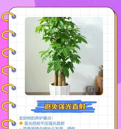 发财树叶子变黄如何挽救？有哪些有效措施？
