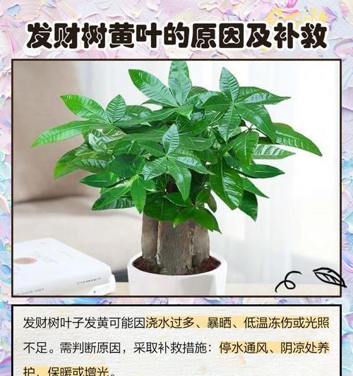 发财树叶子变黄如何挽救？有哪些有效措施？