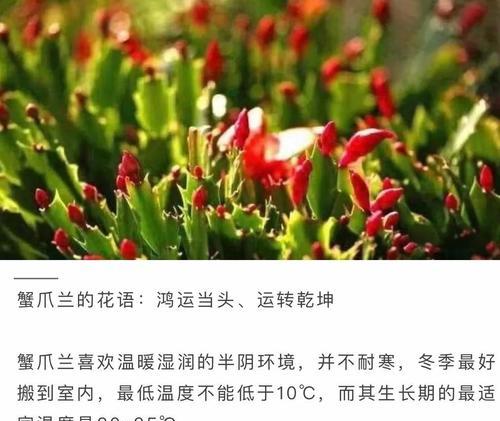 蟹爪兰如何培养成老桩？养护技巧是什么？