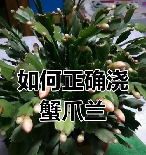 蟹爪兰如何培养成老桩？养护技巧是什么？