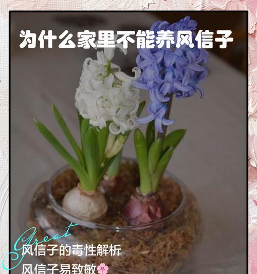 风信子的养殖技巧和注意事项有哪些？
