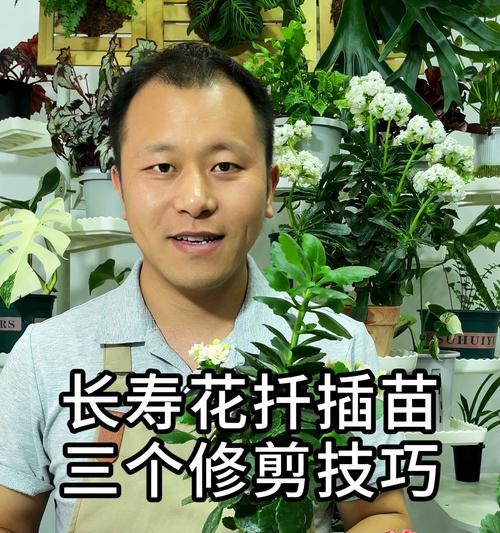 扦插时如何正确剪枝？扦插剪枝的最佳时机是什么时候？