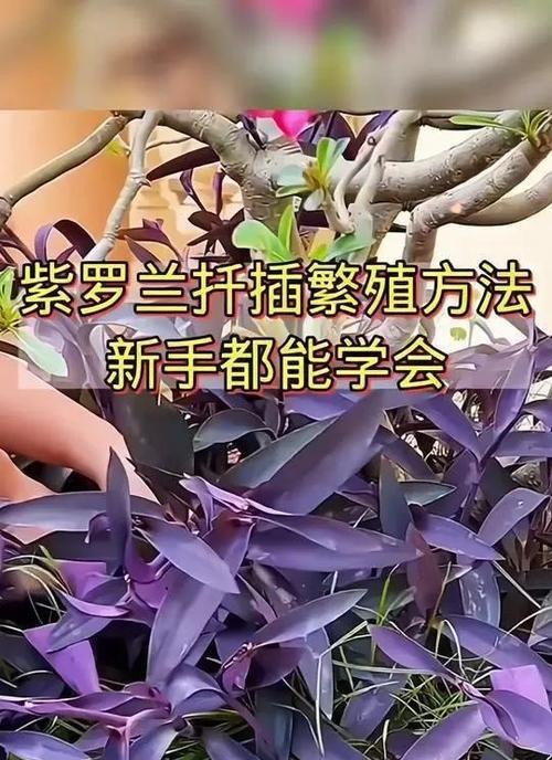 扦插时如何正确剪枝？扦插剪枝的最佳时机是什么时候？