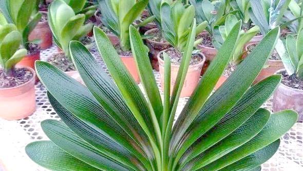 新栽花卉的浇水技巧是什么？怎样正确浇水给新栽的花？