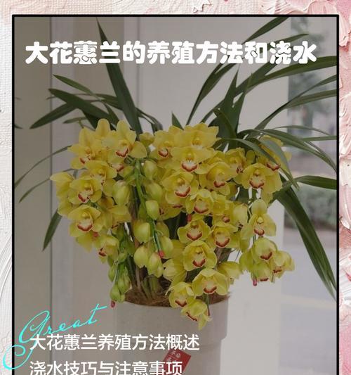 新栽花卉的浇水技巧是什么？怎样正确浇水给新栽的花？