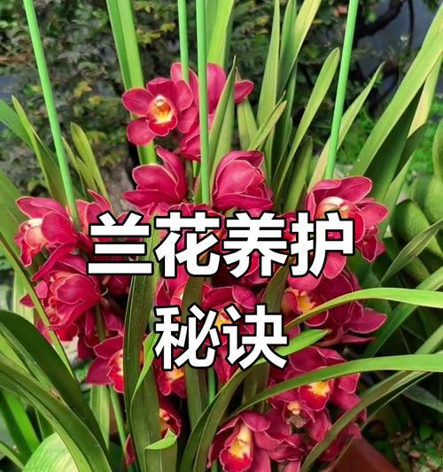 养兰花有哪些品种推荐？如何正确养护兰花品种？