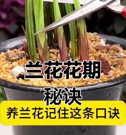养兰花有哪些品种推荐？如何正确养护兰花品种？