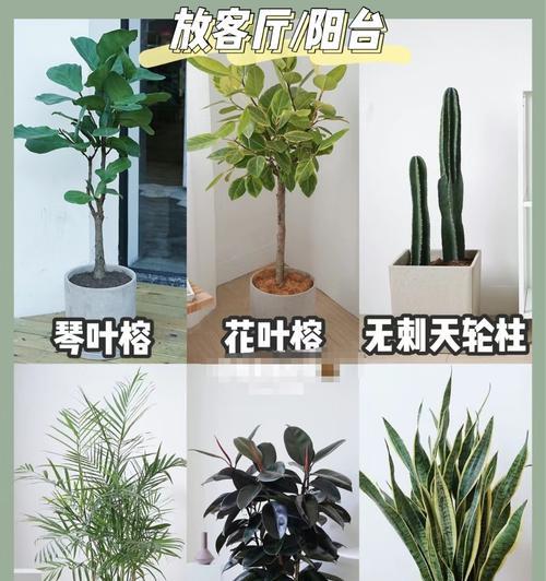 夏威夷椰子树的养护技巧有哪些？如何使其健康成长？