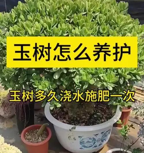盆景植物施肥的正确方法是什么？