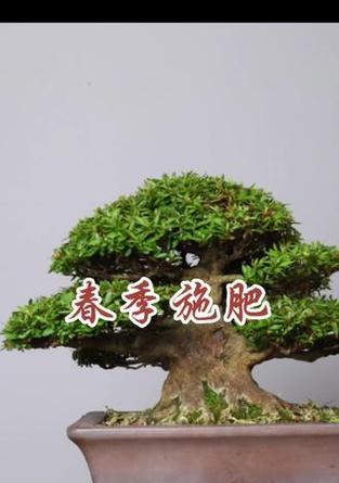 盆景植物施肥的正确方法是什么？