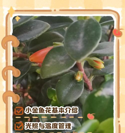 金鱼培育的技巧和注意事项有哪些？