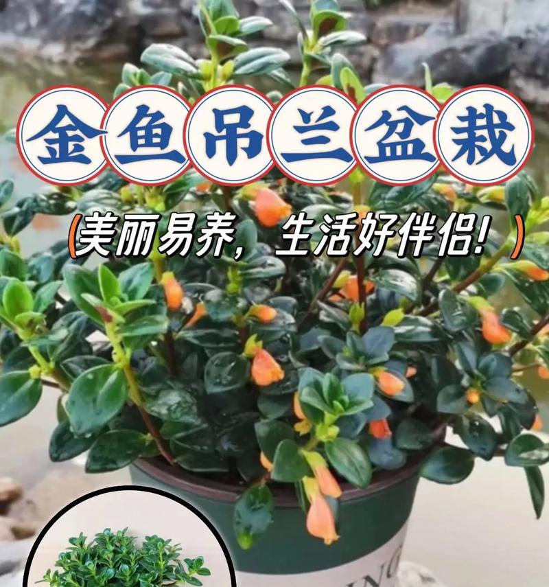金鱼培育的技巧和注意事项有哪些？