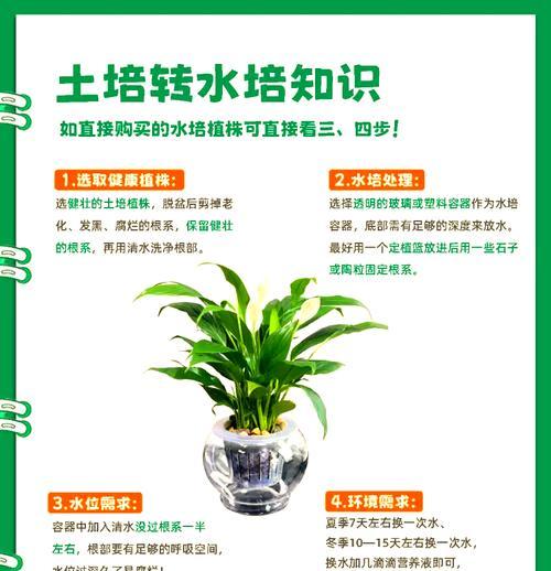 水培白掌开花的条件和步骤是什么？
