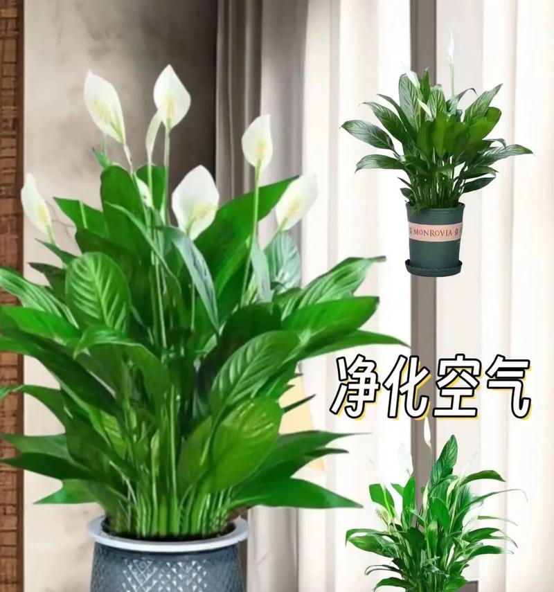 水培白掌开花的条件和步骤是什么？
