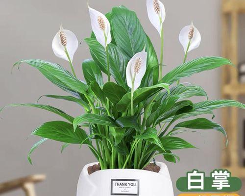 水培白掌开花的条件和步骤是什么？