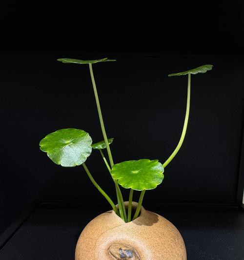 什么花可以水养？适合水培的花卉有哪些？