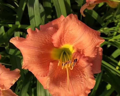 萱花有哪些品种？萱花的种植技巧是什么？
