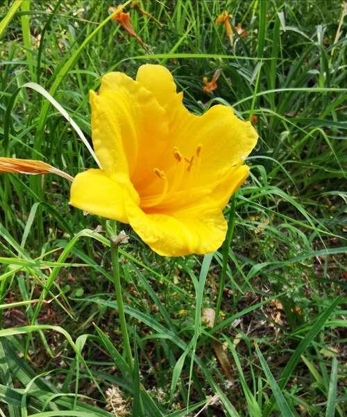 萱花有哪些品种？萱花的种植技巧是什么？