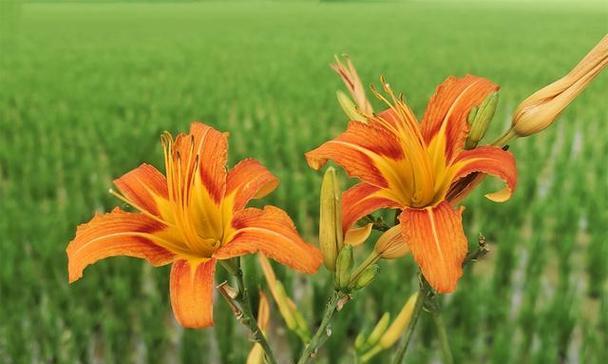 萱花有哪些品种？萱花的种植技巧是什么？