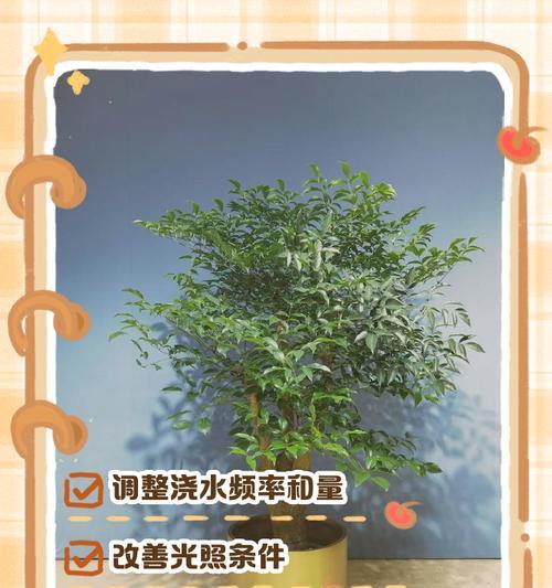 幸福树根部腐烂的处理方法有哪些？