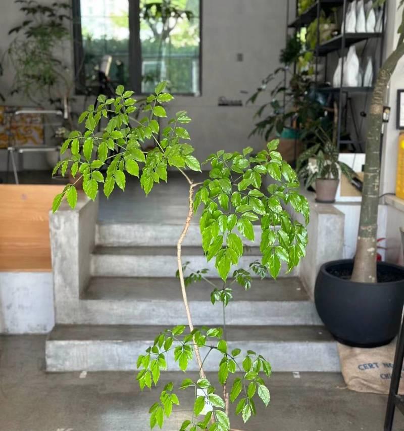 幸福树根部腐烂的处理方法有哪些？