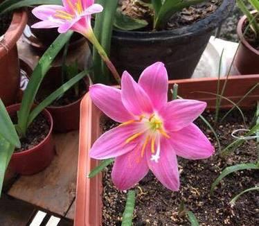 韭菜莲的养殖技巧有哪些？怎样才能让韭菜莲生长得更加茂盛？