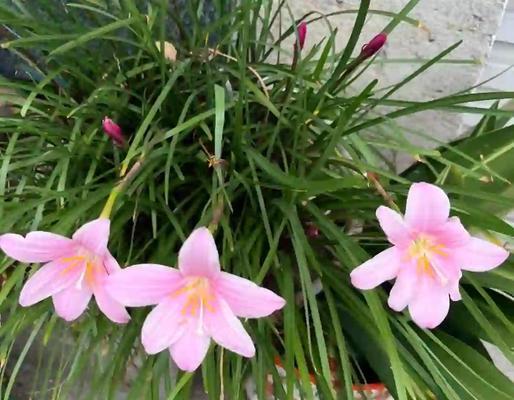 韭菜莲的养殖技巧有哪些？怎样才能让韭菜莲生长得更加茂盛？