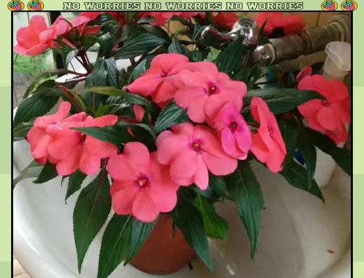 小凤仙花怎么养？小凤仙花的养殖技巧和注意事项是什么？
